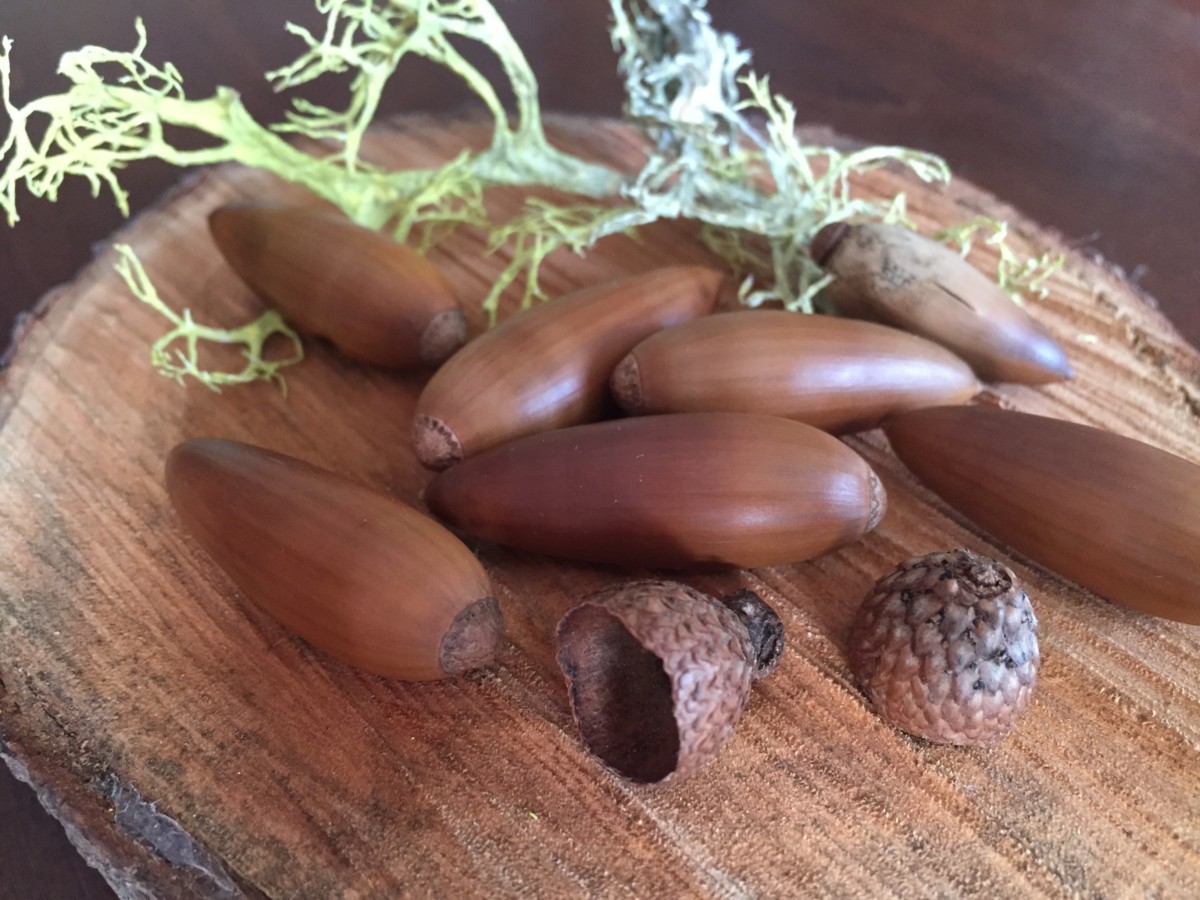 How to Process Acorns | Dust and Tribe