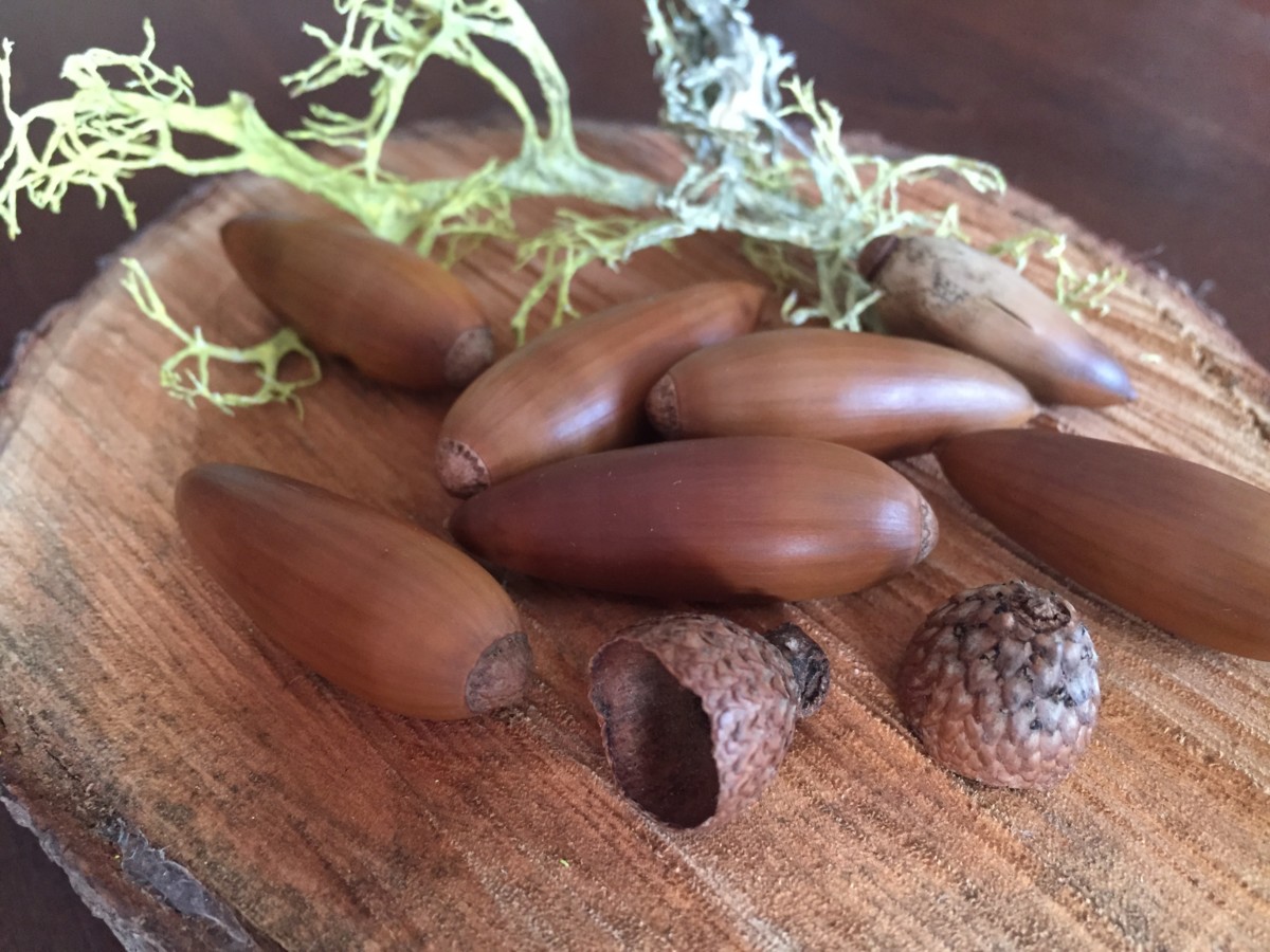 How to Process Acorns  Dust and Tribe – Pepper and Pine