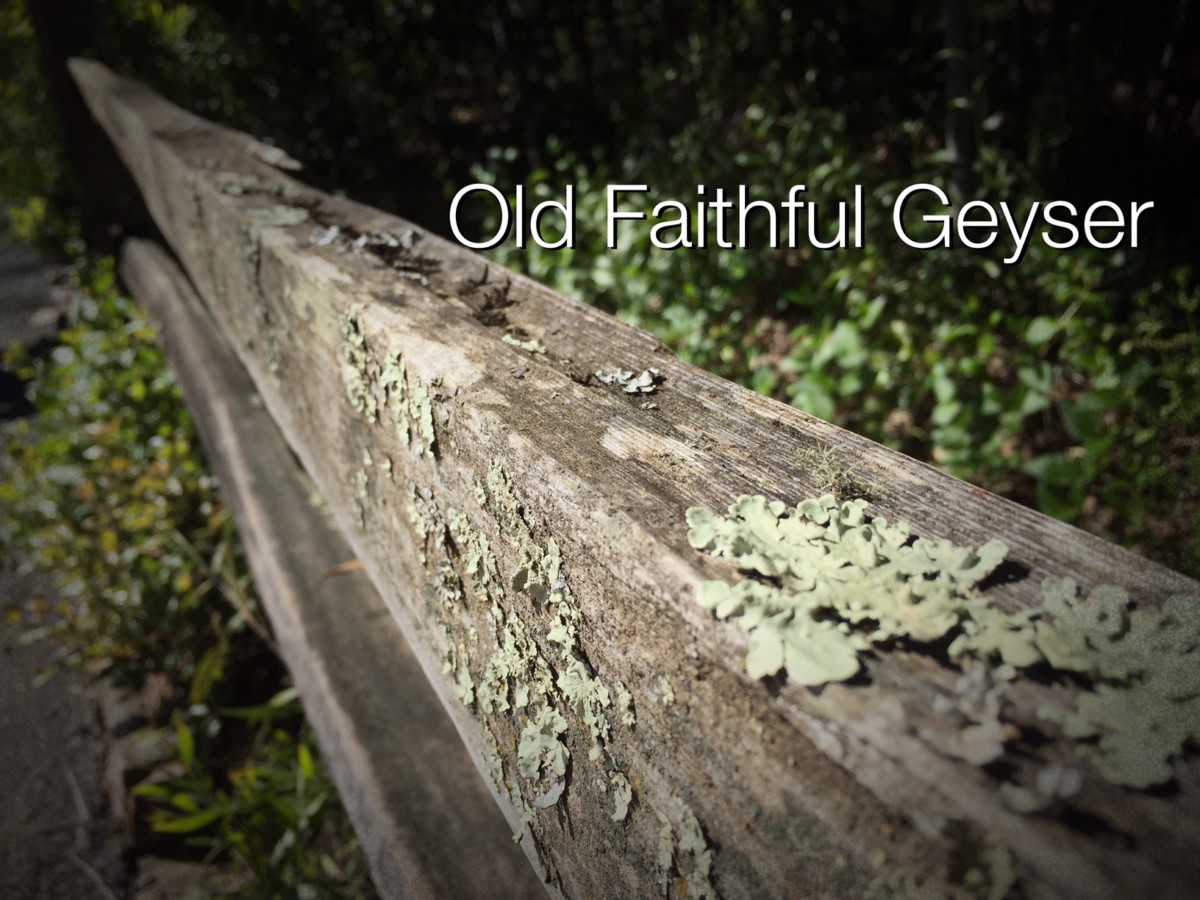 Old Faithful Geyser | Nature Unit