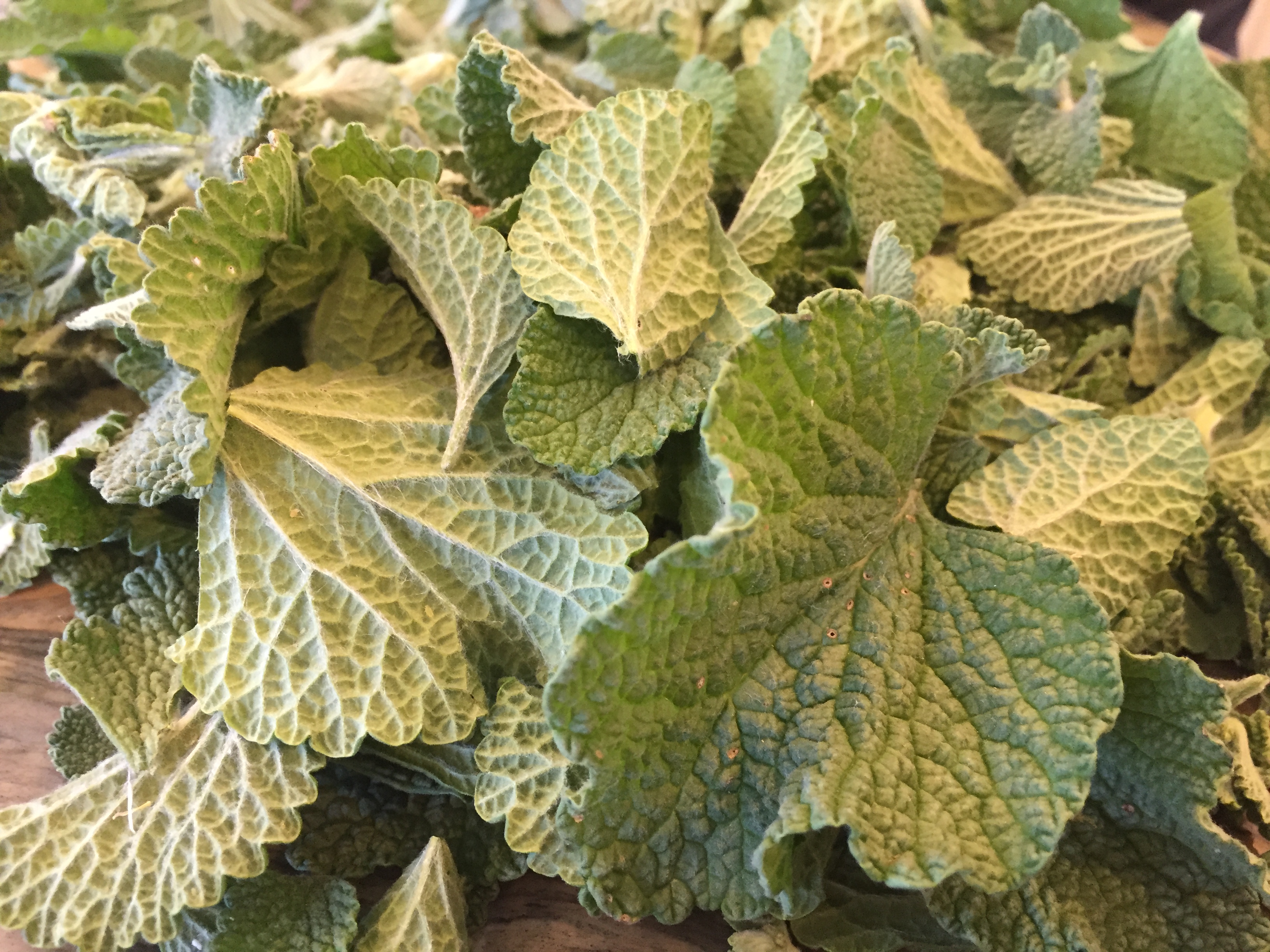 How to Make Horehound Cough Drops | Foraged Foods