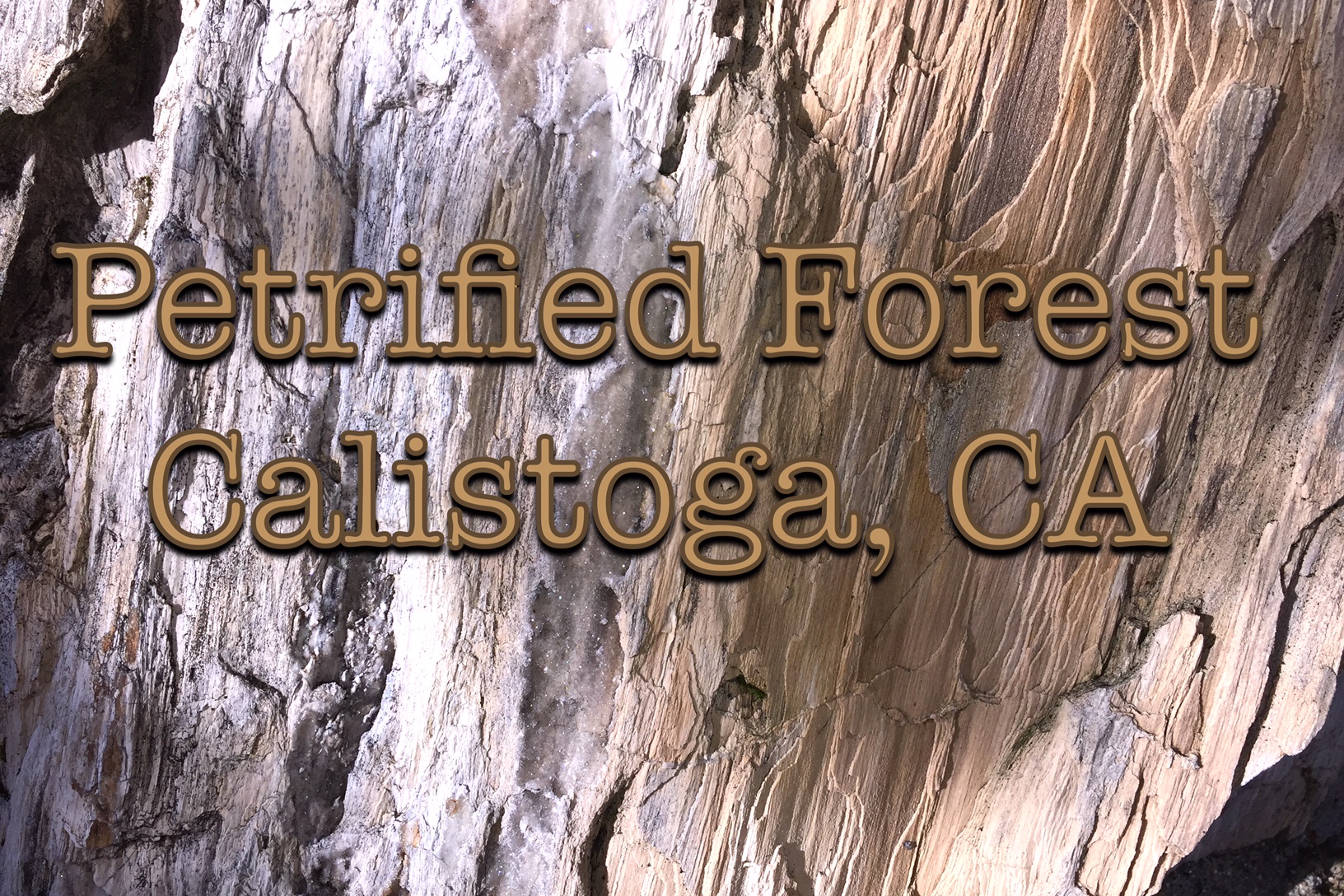 Petrified Forest | Nature Unit