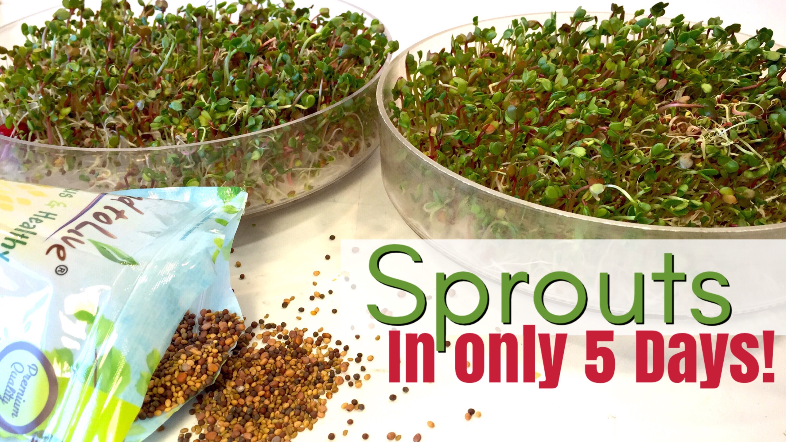 HOW TO GROW SPROUTS FOR BEGINNERS