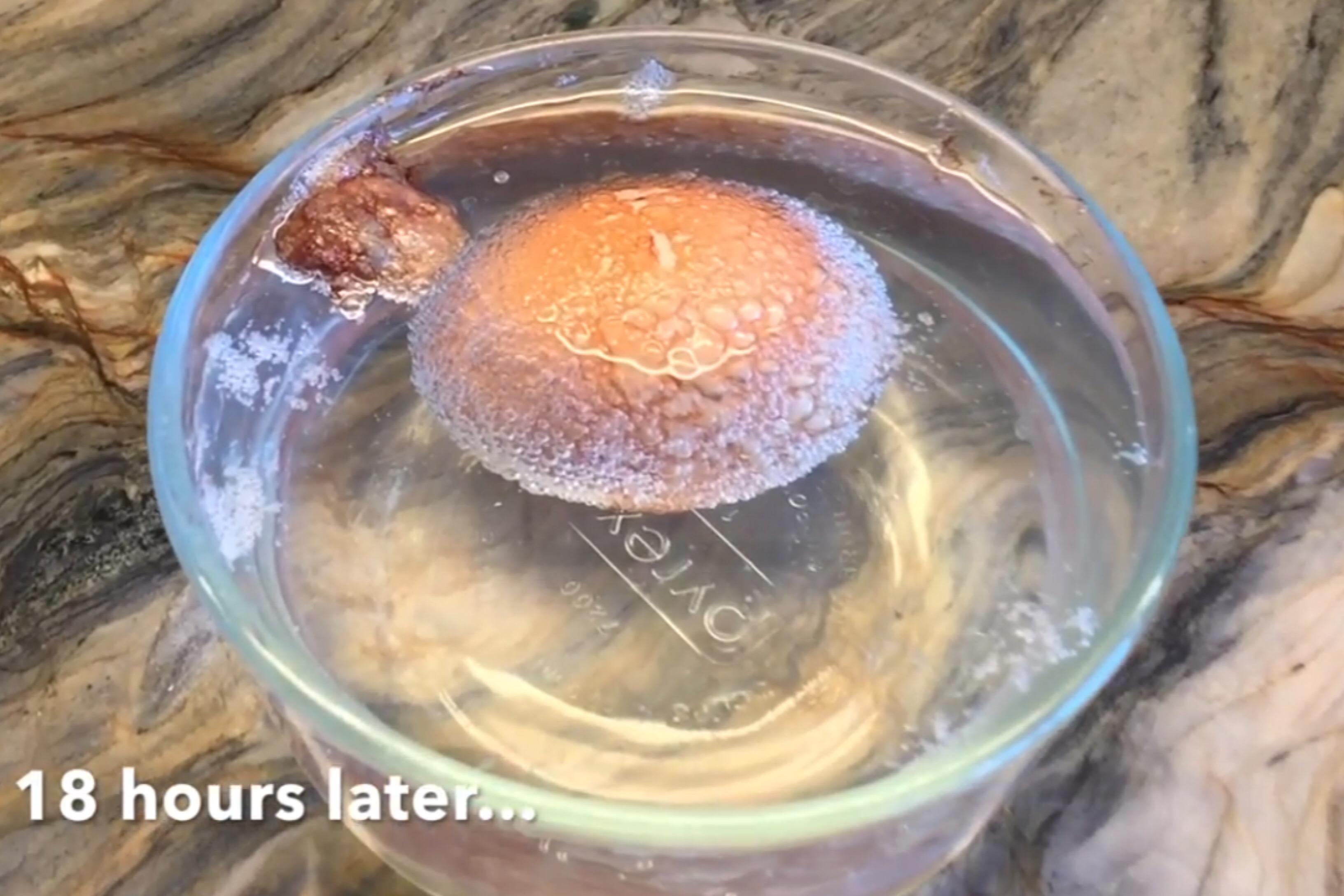 WHAT HAPPENS WHEN YOU PUT AN EGG IN VINEGAR Pepper And Pine