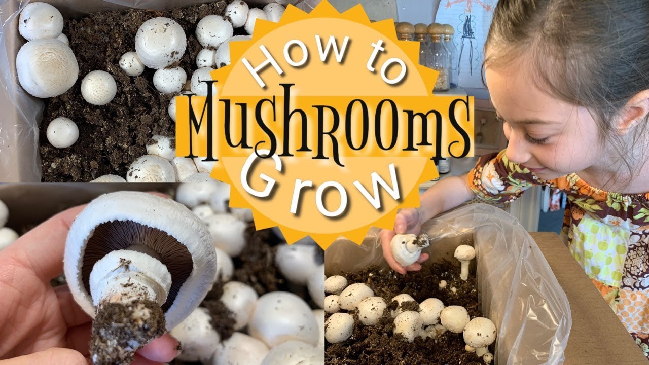 HOW TO GROW MUSHROOMS